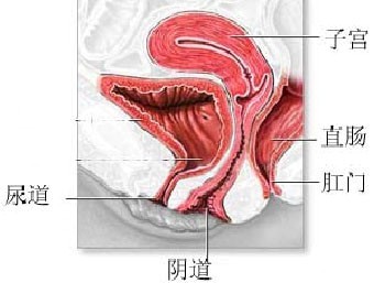 生理结构图