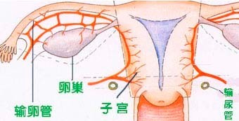 女性生殖系统的附件